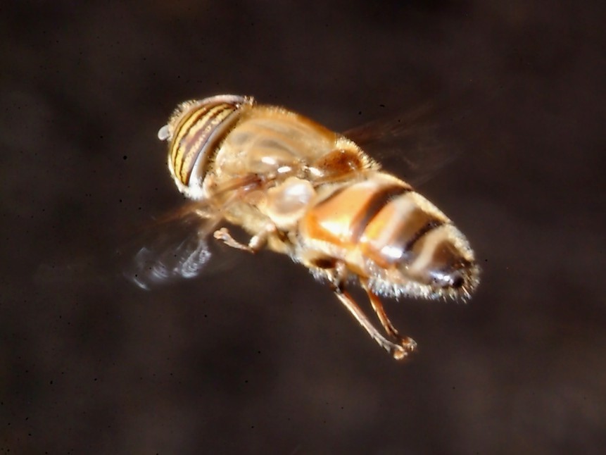 Sempre sull''Hedera e 